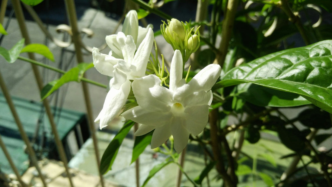 Le Jasmin d'Arabie : Un Parfum envoûtant et ses Bienfaits incomparables